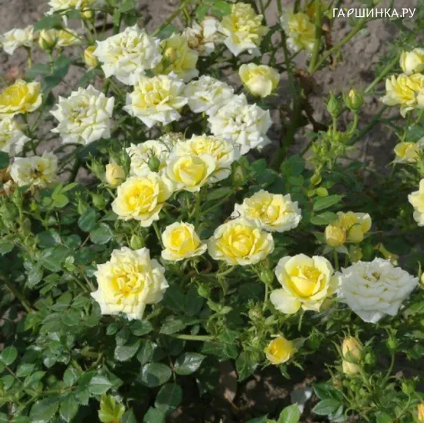 Роза Еллоу Фейри, Пулсен (лиц)