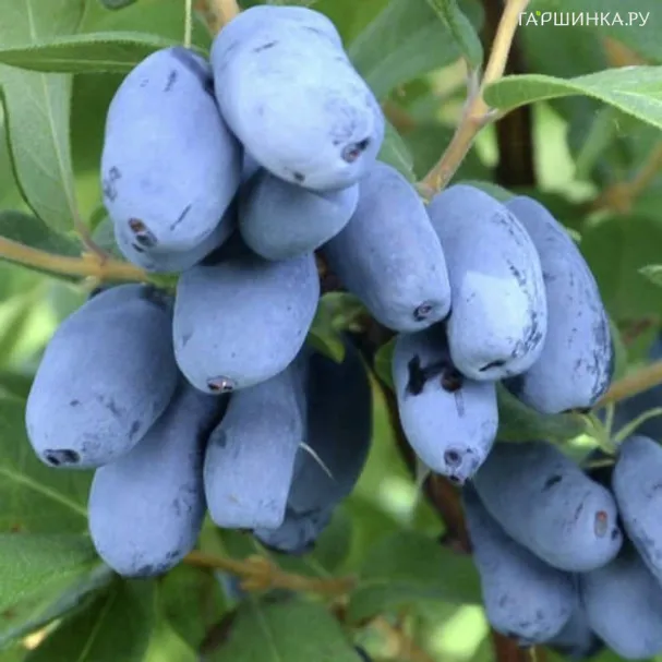 Жимолость Бореал Бьюти (Северная красавица) крупноплодная поздняя