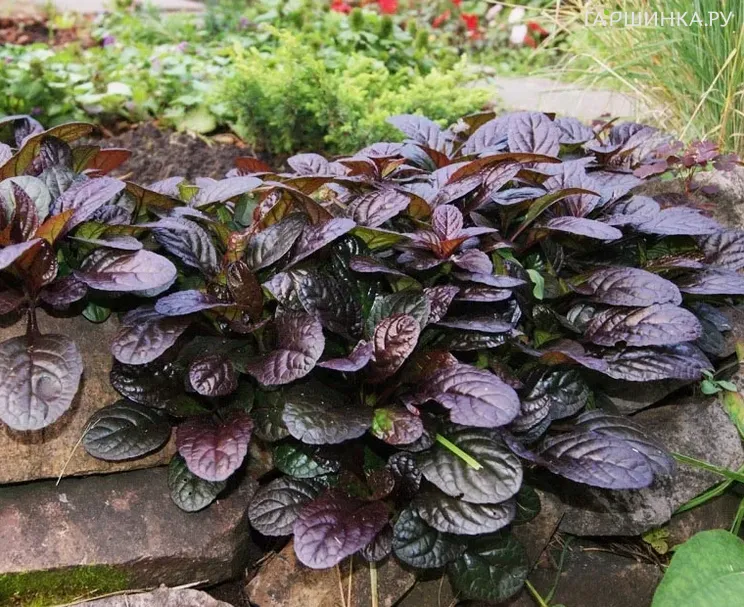 Живучка (Аюга) ползучая Атропурпуреа