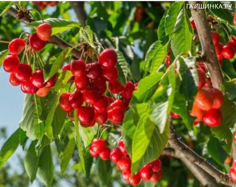 Вишня Несвижская