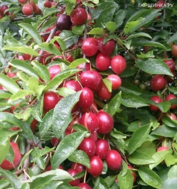 Алыча Глобус