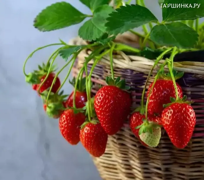 Земклуника Дар