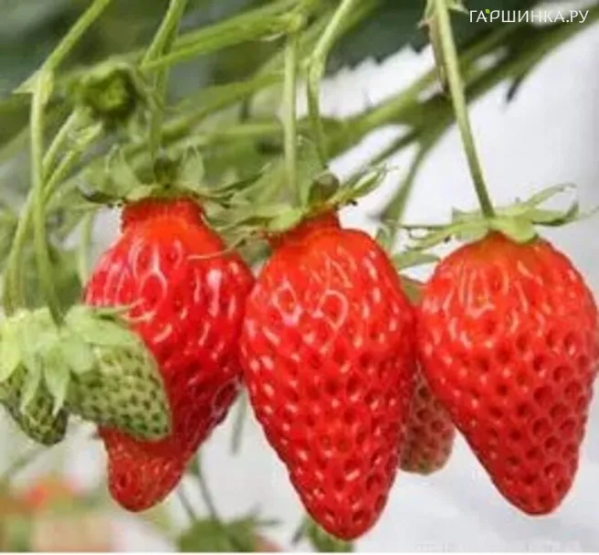 Клубника Кимберли