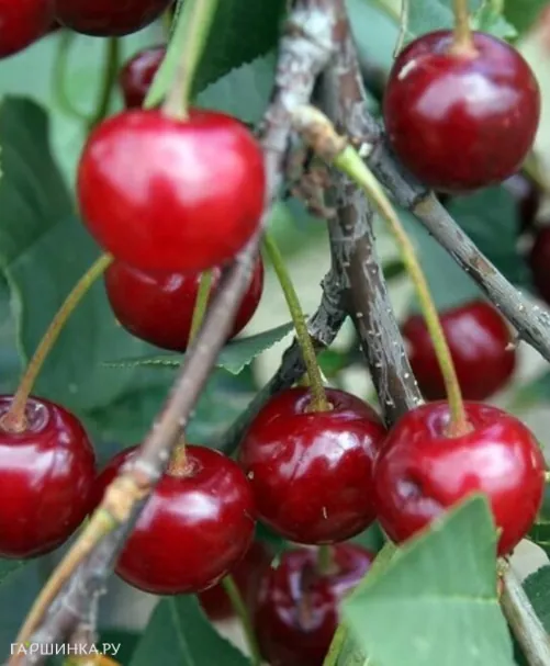 Вишня Призвание