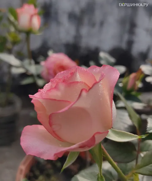 Роза Утро Москвы