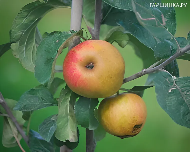 Яблоня Анис