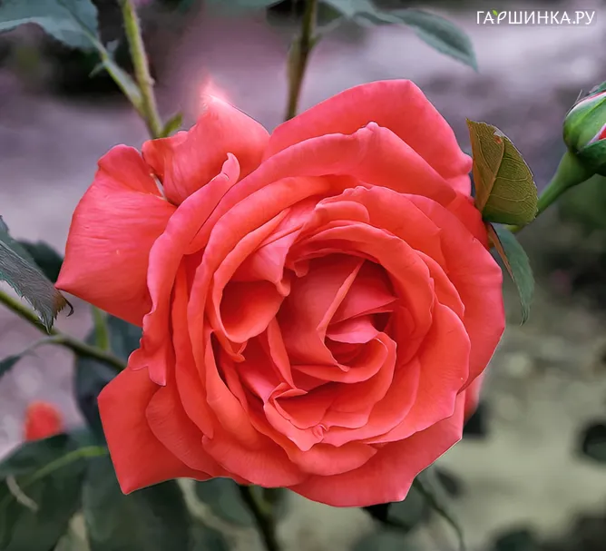 Роза Аве Мария