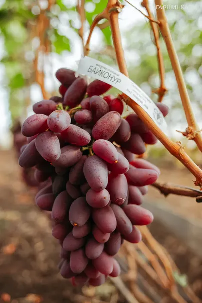 Виноград Байконур столовый