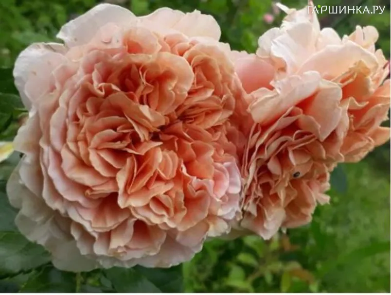 Роза Бель Де Анжу шраб