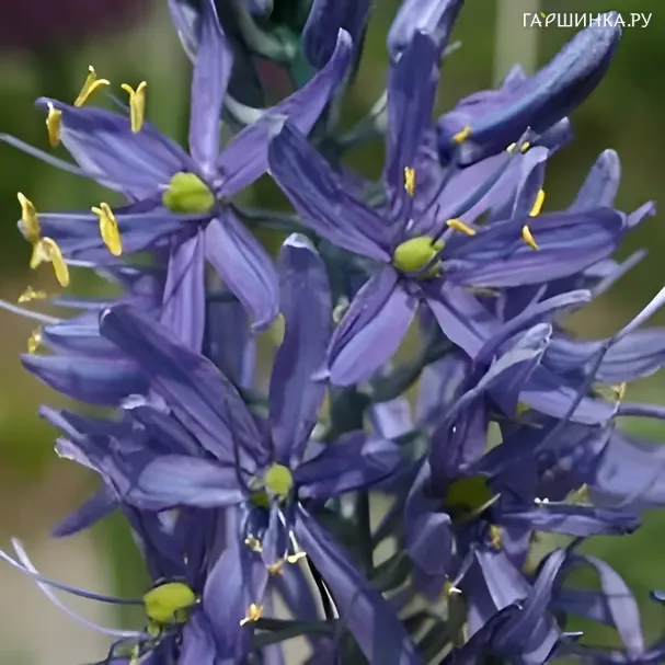 Камассия Кузика Званенбург