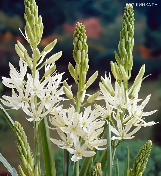 Камассия Лейхтлина Силк Ривер 2 шт