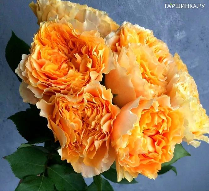 Роза Голден Каралуна
