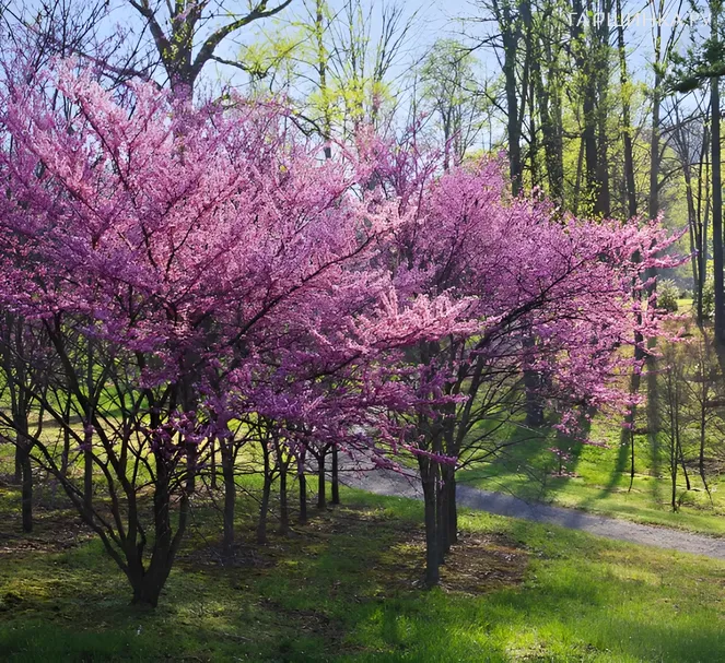 Багрянник (Церцис канадский/Иудино дерево) Харт оф Голд