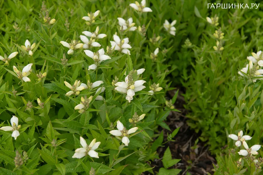 Хелоне косая Альба