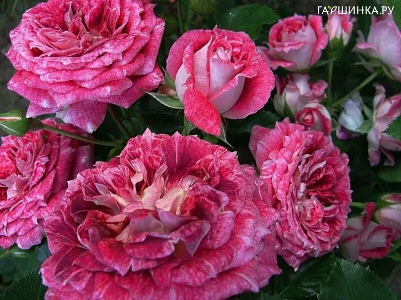 Роза Летс Селебрейт флорибунда, Imperial Rose