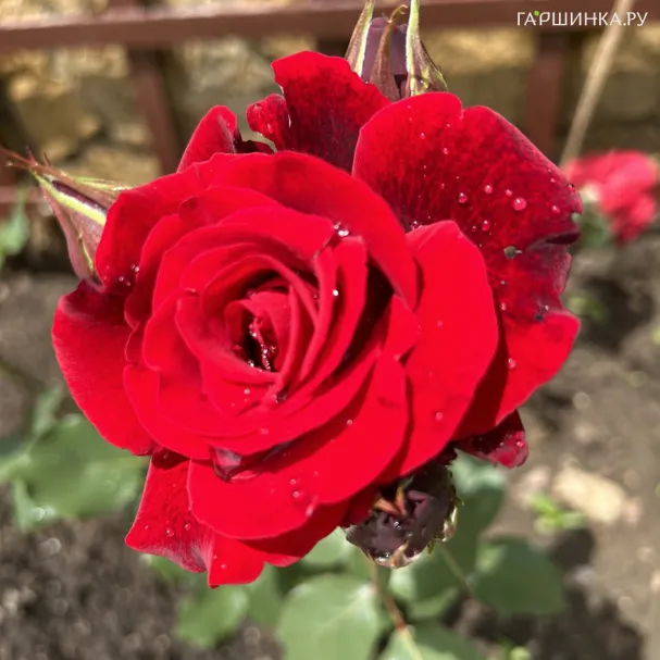 Роза Дон Жуан плетистая, Imperial Rose