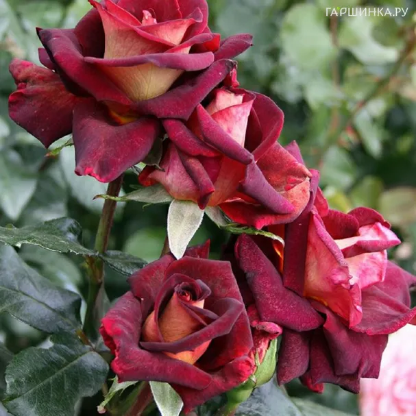 Роза Эдди Митчел