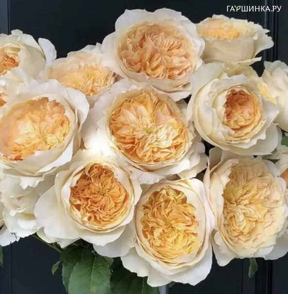Роза Эффи