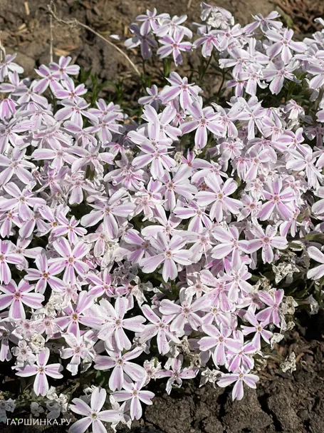 Флокс шиловидный Кэнди Страйпс