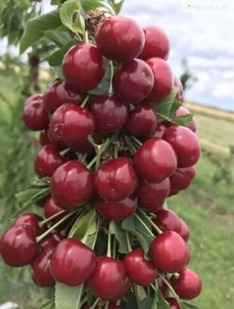 Черешня Хелена колоновидная раннеспелая