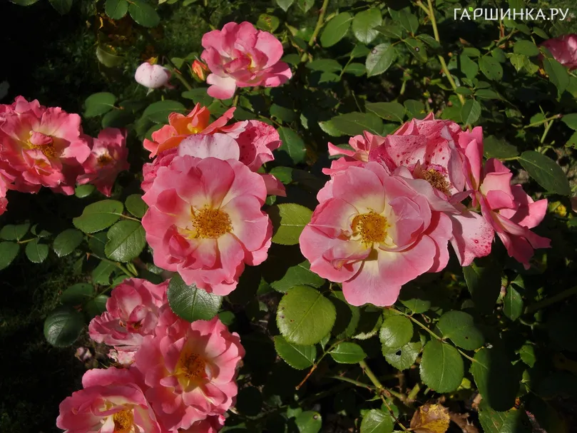 Роза Герцогиня Фредерика