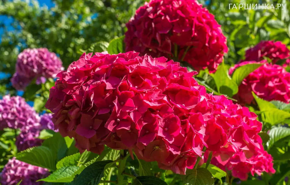 Гортензия Сибилла/Мася крупнолистная (макрофила)