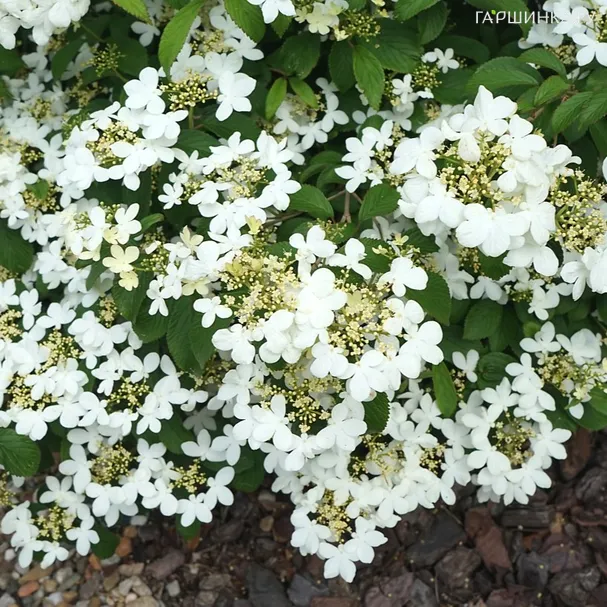 Калина Килиманджаро складчатая белая