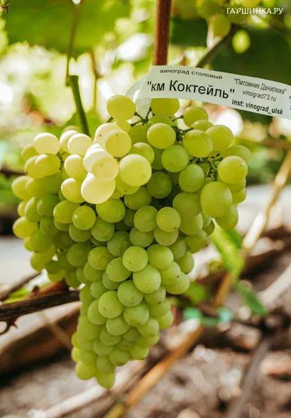 Виноград Кишмиш Коктейль