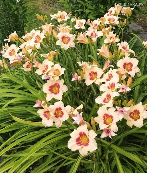 Лилейник Расбери Канди