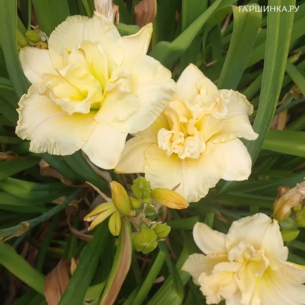 Лилейник Шникель Фриц