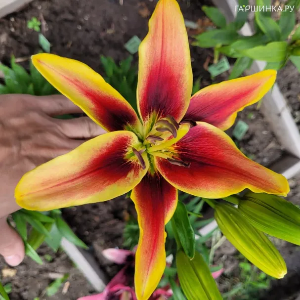 Лилия Авалон Сансет