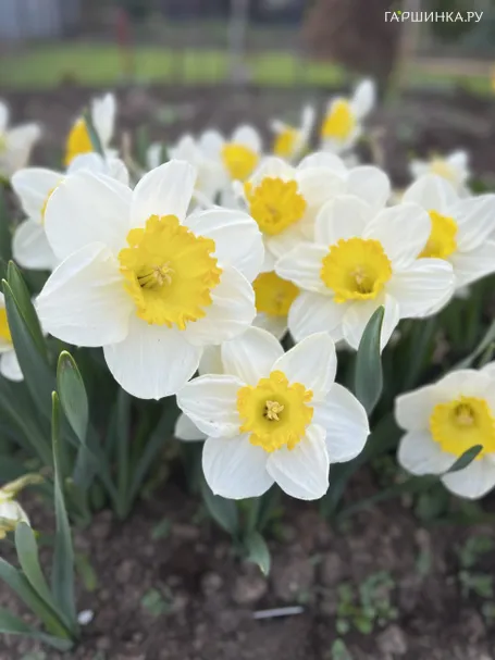 Нарцисс Саунд крупнокорончатый 5шт.