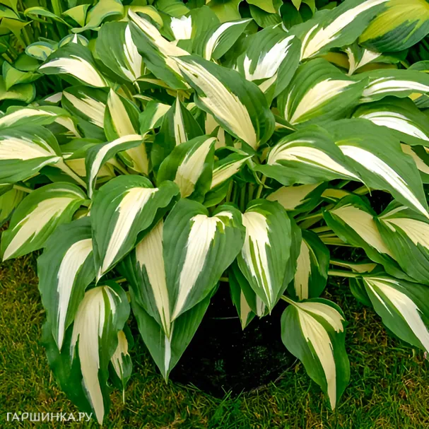 Хоста Найт бефо Крисмос (ML)