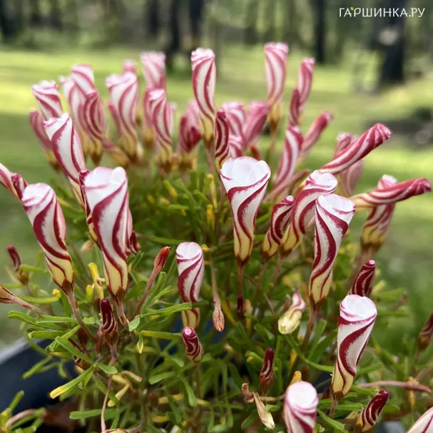 Оксалис Версиколор