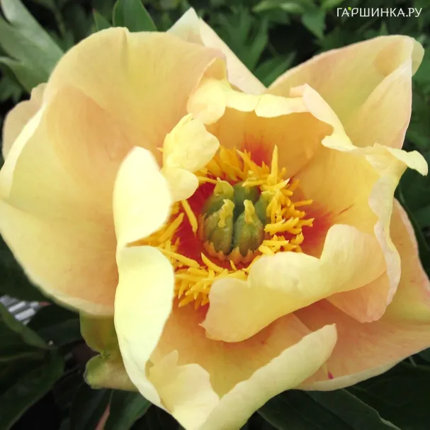 Пион Викинг Фул Мун (ИТО)