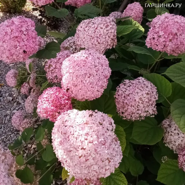 Гортензия Пинк Анабель древовидная