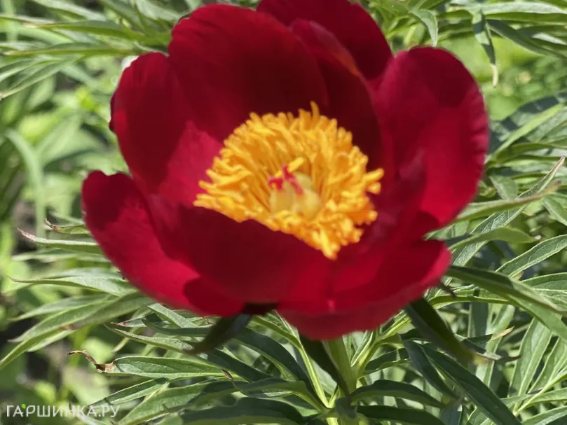 Пион уклоняющийся (Марьин корень)