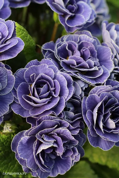 Примула Беларина Аметист Айс