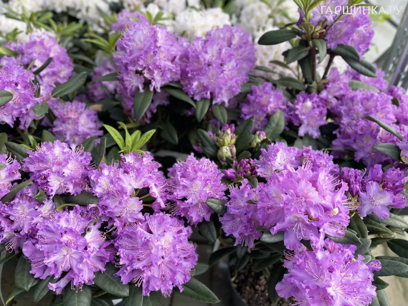 Рододендрон Альфред