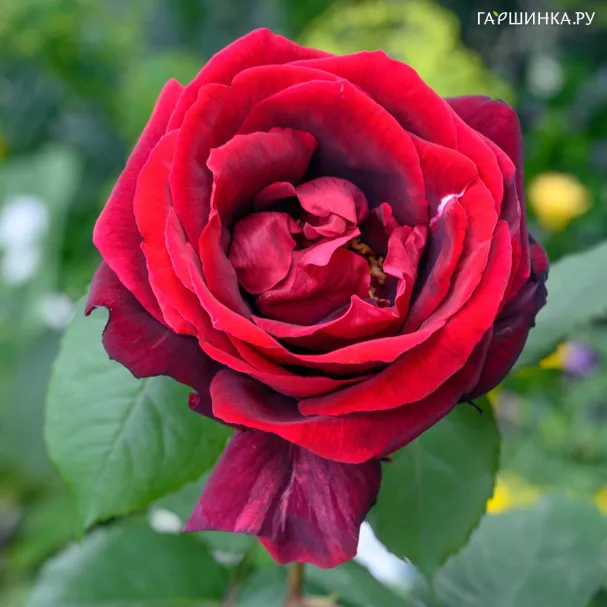 Роза Папа Мейян чайно-гибридная, Top Roses