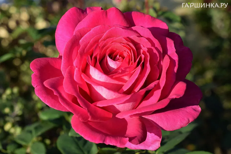 Роза Секси Парфюмела (Веласкес)