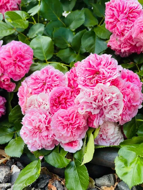 Роза Тереза Багнет канадская парковая (лиц)