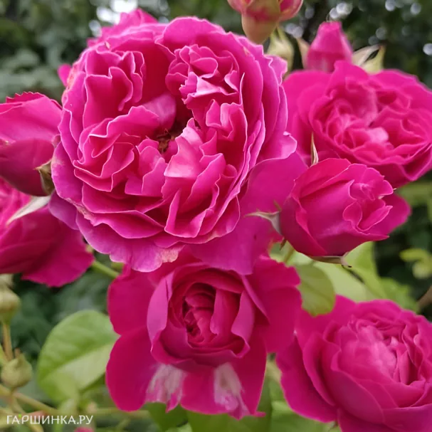 Роза Хайди Клум, Тантау (лиц)