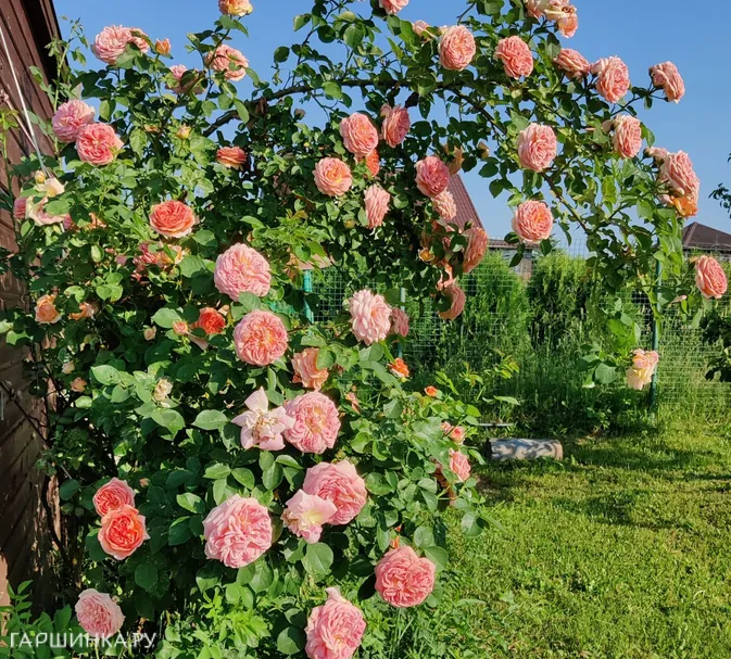 Роза Хендель плетистая, Imperial Rose