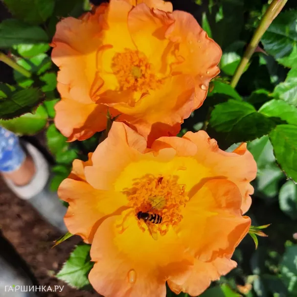 Роза Морден Санрайз канадская парковая (лиц)