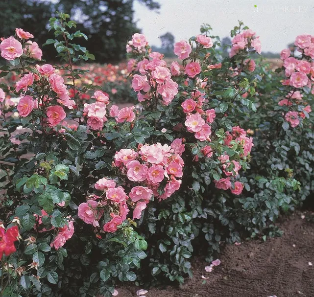 Роза Пинк Робуста