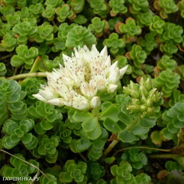Очиток (седум) ложный Альбум