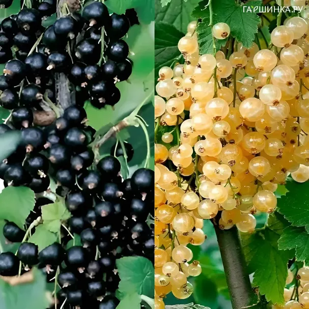 Комплект Смородина на штамбе 2 шт