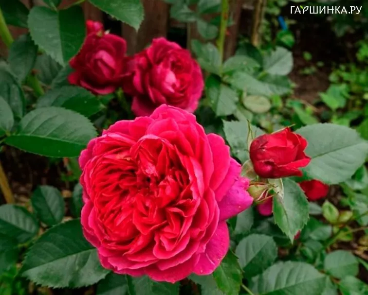 Роза Соул кустарниковая, Imperial Rose
