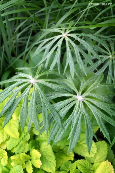 Синейлезис борцоволистный